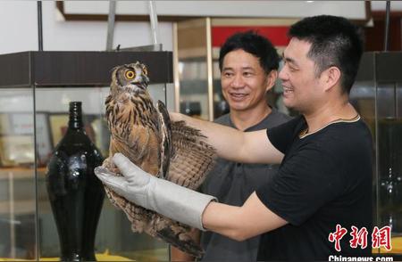 暴风雨中的守护者：雕鸮获救助重返自然