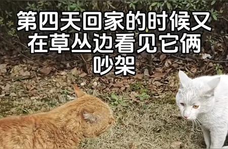 死对头猫：吵架变同居，一场不可思议的网友收养故事