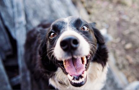 揭秘比格犬的神秘面纱：英雄般的科学与感人故事