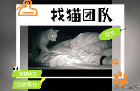 宠物侦探揭秘：简单有效的找猫技巧大公开