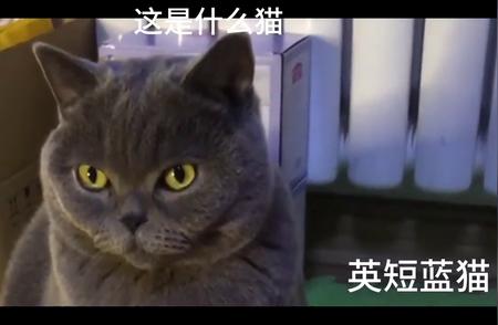 揭秘布偶猫的独特魅力：猫界中的美女典范