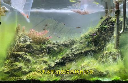 水草缸新手的福音：专业除藻大师全解析