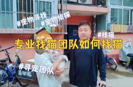 丢失猫寻找办法大全：一步步找回你的猫咪