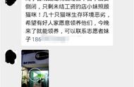 南宁宠物店倒闭背后的故事：免费领养猫咪真相揭秘