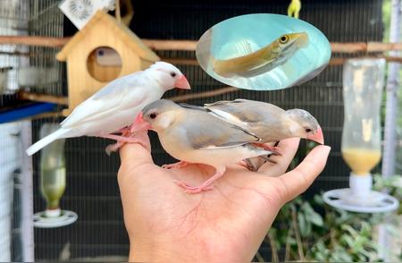 金苔鼠鱼：青苔清除专家！