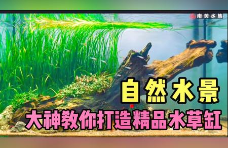 水草缸制作全攻略：从零开始，打造绝美生态缸