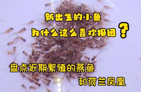 燕鱼与荷兰凤凰繁殖盛况盘点，揭秘小鱼苗抽底换水的高效妙招