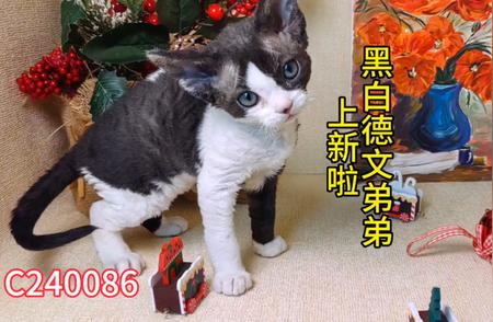 探秘德文卷毛猫：全新品种独家解析