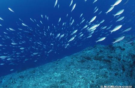 海洋霸主：揭秘最凶猛的鱼类