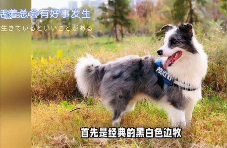 边境牧羊犬的魅力：你最喜欢的边牧是哪一个？