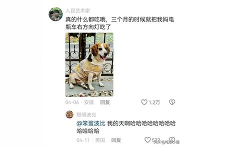 比格犬的惊人精力：揭秘其充满活力的背后