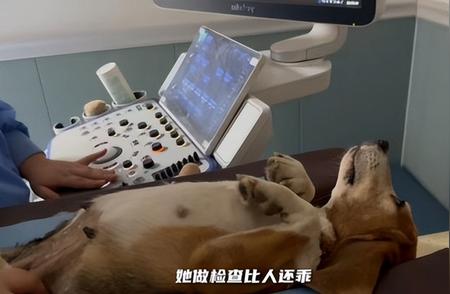 气愤！比格犬遭实验后上餐桌，真相究竟如何？