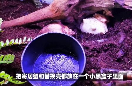 寄居蟹换壳全程指南：保姆级教学！