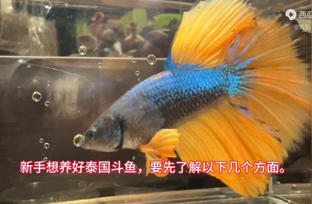 新手养泰国斗鱼指南：轻松打造优质水族生活