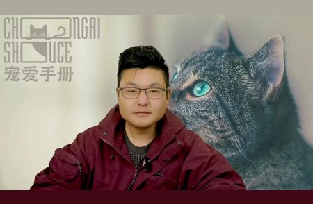 探寻性价比高的短毛猫：皮实、美貌并存