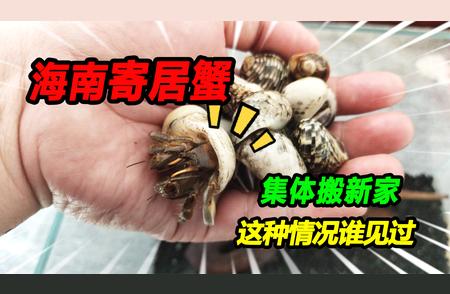 爆炒寄居蟹的独特做法，吃之前如何为他们安家？