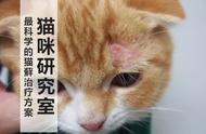 猫藓治疗新认知：外喷药物并非首选！