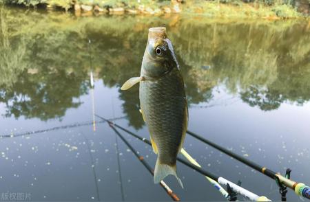 野钓鲫鱼必备钩型，大小通杀不跑鱼的秘密武器