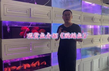 鹦鹉鱼的神秘魅力：观赏鱼中的佼佼者