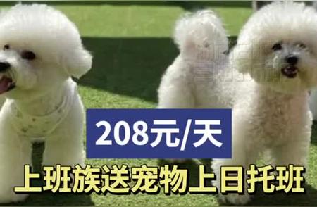 宠物日托班：上班族的新选择，208元/天的呵护