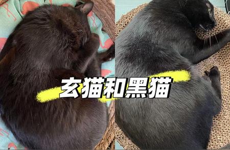 黑猫VS玄猫：谁更胜一筹？