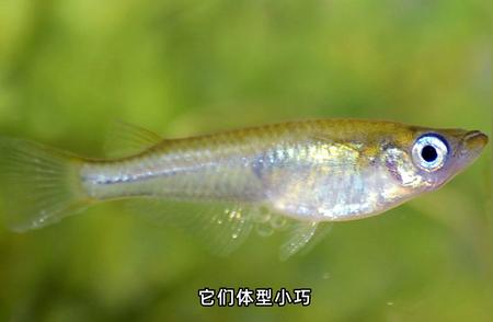 青鳉鱼：打造微型水族世界的完美选择