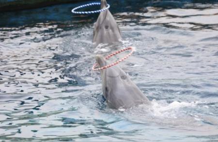 韩国水族馆惊现悲剧：十年间虐死14头鲸豚，海豚天堂成坟场