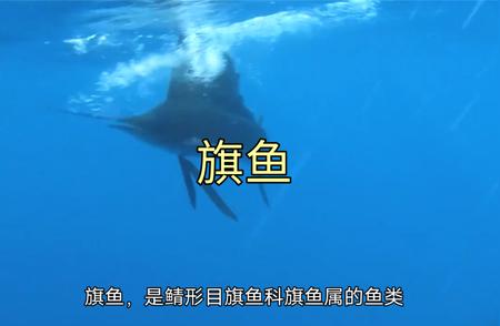 旗鱼：海洋世界的神秘猎手