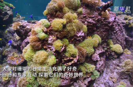 珊瑚科普：探索海洋世界的奥秘，激发海洋保护意识