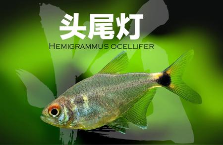 揭秘头尾灯（Hemigrammus ocellifer）的神秘面纱