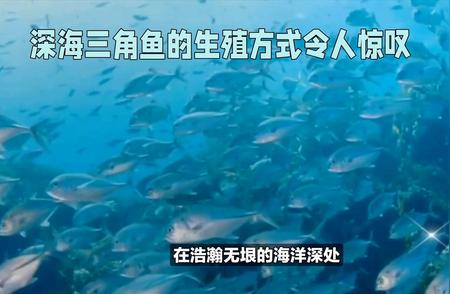 深海三角鱼：神秘狩猎者的海底传奇