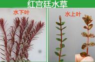 避免水草种植失败的关键步骤