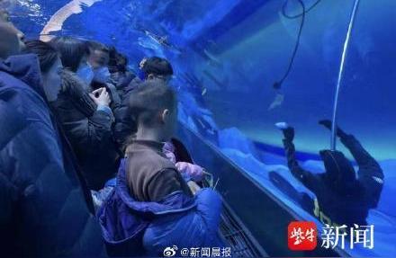 海洋馆潜水员不幸溺亡，目击者发声揭示真相