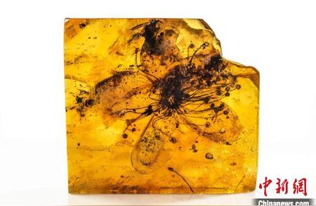 近4000万年前的化石花：国际最新研究揭示其保存在琥珀中的秘密