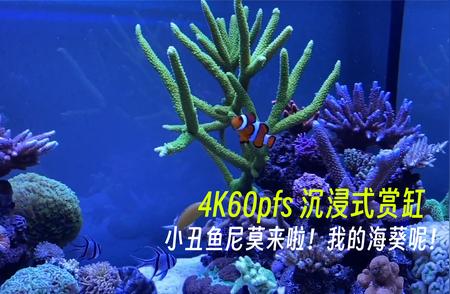 4K超清画质下的沉浸式赏缸，小丑鱼尼莫探险记！