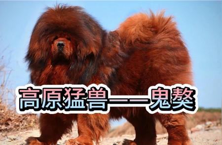 鬼獒：神秘犬种大揭秘