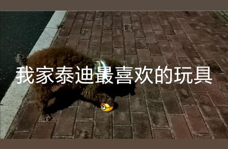 泰迪犬的最爱：狗狗电动玩具球的魅力