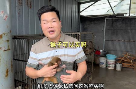 养猴能否成为宠物？养猴厂老板透露真相