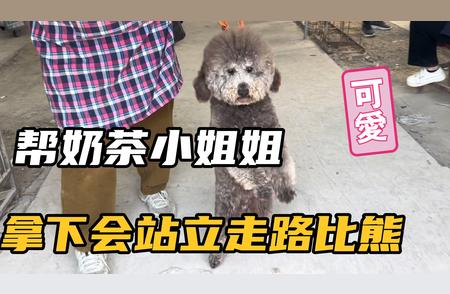 超级可爱的会走路比熊犬！你还等什么？快来关注我吧！