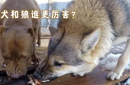 比特犬与狼：谁更胜一筹？