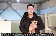 揭秘茶杯犬：小巧玲珑的背后故事