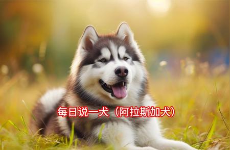 阿拉斯加犬的日常护理知识