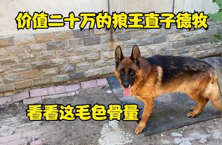 狼王直子德牧：品质与价值是否匹配？专家深度解析！