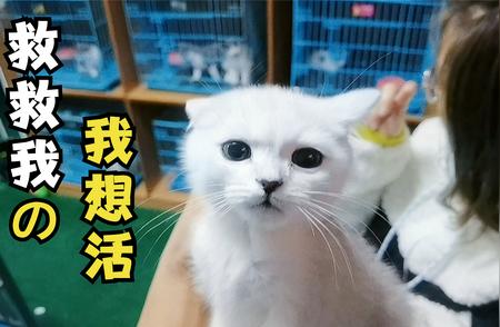 猫咪奄奄一息：病重不治下的艰难抉择