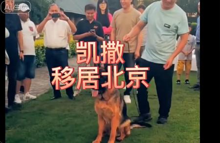 凯撒北京旭林犬舍训练成长纪实