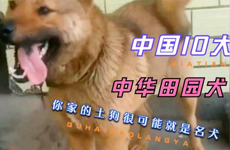 中华田园犬品种大盘点：犬界忠诚典范！