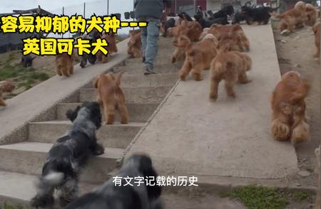 英国可卡犬抑郁风险分析：为什么他们容易陷入情绪低落？