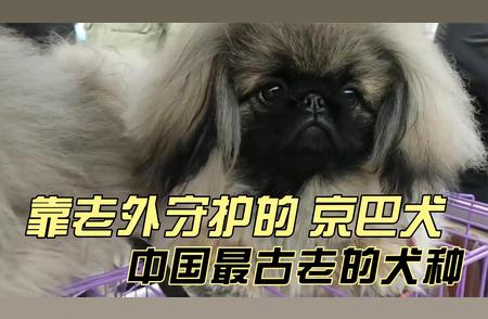 揭秘京巴犬退出宠物界历史舞台的背后原因