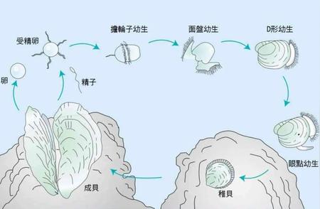 探寻神秘的海水珍珠生长奥秘