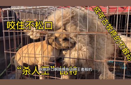 比特犬幼崽挑战成年古牧：王者之争一触即发